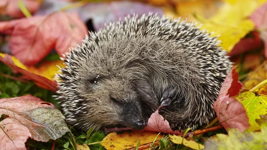 csm_1440_Igel__c__ThinkstockPhotos-153781866_48ba6be98a.webp csm_1440_Igel__c__ThinkstockPhotos-153781866_48ba6be98a.webp