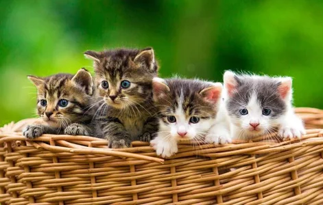 katzenbabys-richtig-versorgen-full-818x522.webp