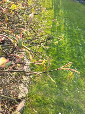 20230418_182719.jpg 20230418_182719.jpg