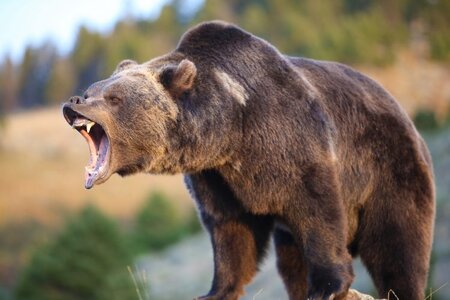 Bausatz für Growling Krizzly