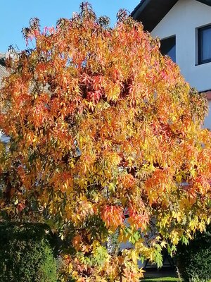 IMG_20221027_101853.jpg