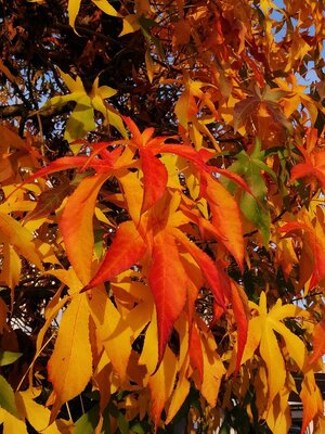IMG_20221027_171712.jpg
