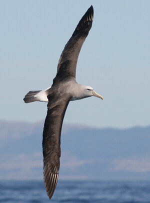 Suche Kasleder Albatross