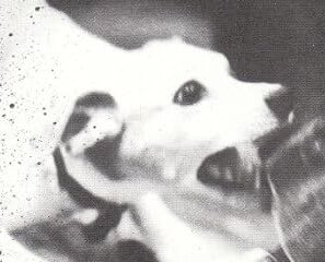 IMG_4117.jpeg