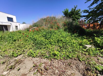 Garten (1).jpg