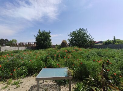 Garten (2).jpg