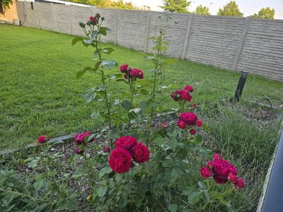 Rose.jpeg