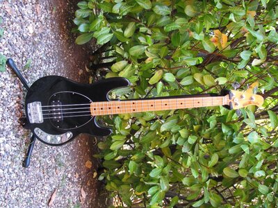 Stingray Bass, Basis eines frühen OLP, stark modifiziert, siehe Text, es lohnt sich!