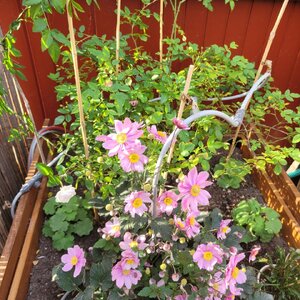 20250914_172201.jpg 20250914_172201.jpg