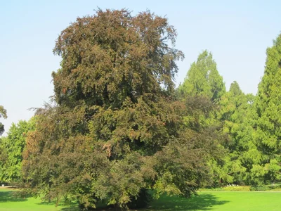 Luisenpark 10092016 001.webp