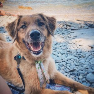 Suche: schwarze oder evtl. rote Gibson SG (Gitarre *g*)