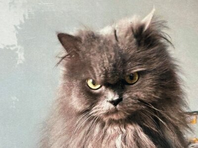 SUCHE: Bass Case für Gibson Ripper Bass z.B. Hiscox Pro II EBP