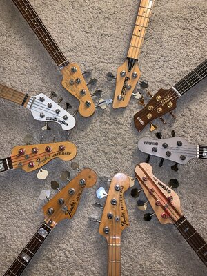 Suche: Music Man USA Sterling 5 H