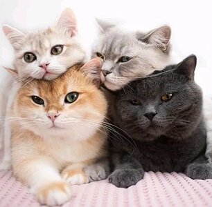 SUCHE: Status Bass 5 Saiter