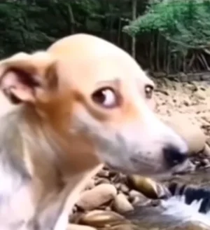 SUCHE: Fender 74-79 Precision pickguard