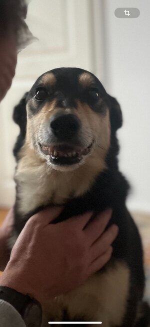 Gotoh Resolites GB640 4L N Bass Tuners