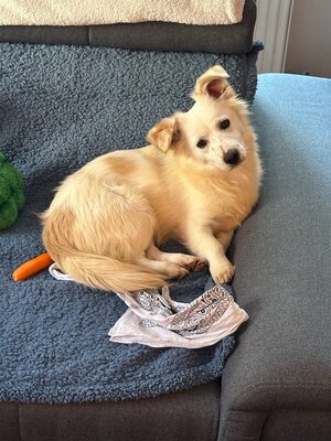 Suche 5 Saiter. Gern auch im Tausch