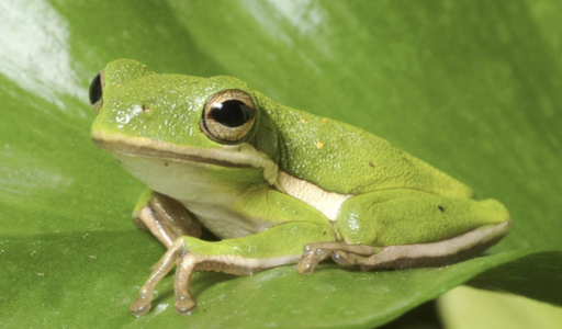 Frog FX1 Preamp gesucht