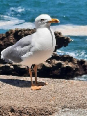 Tausche Hiscox Pro II Precision-/Jazzbasskoffer gegen Fender Bass Tweed Koffer