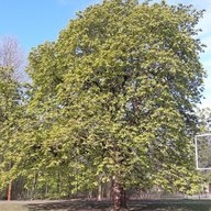 PreciChris