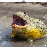 Bullfrog