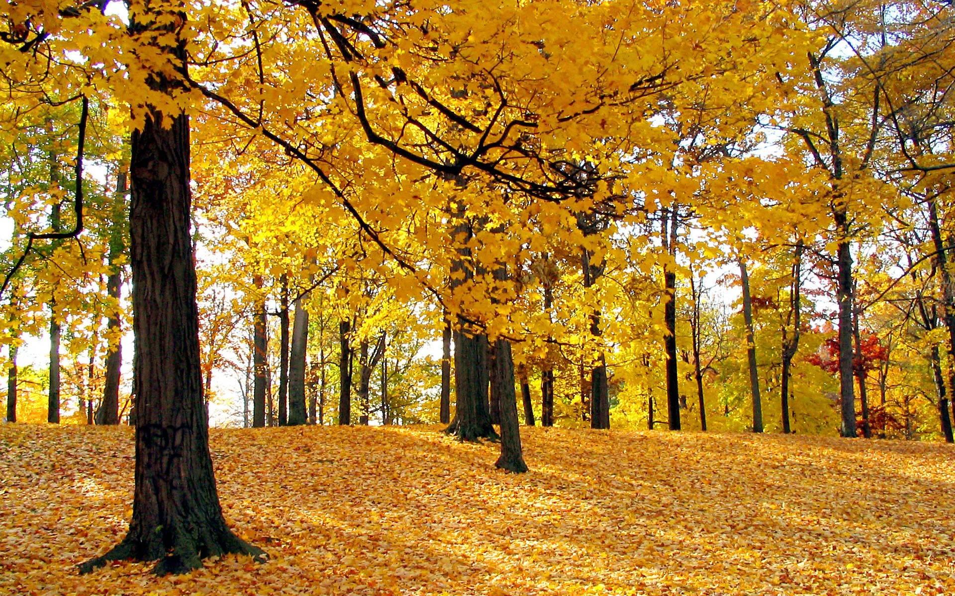 fall.jpg