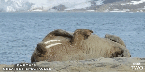 Bildergebnis für Walross gif
