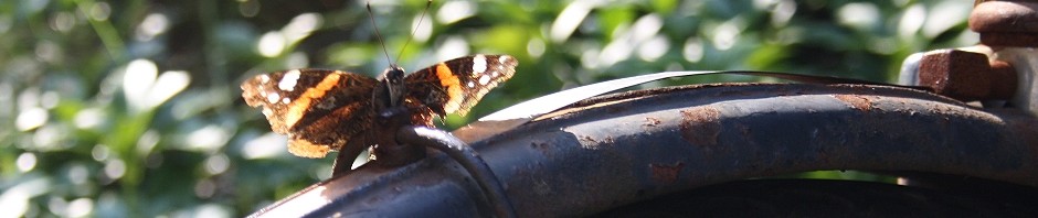 cropped-rideroll11.jpg