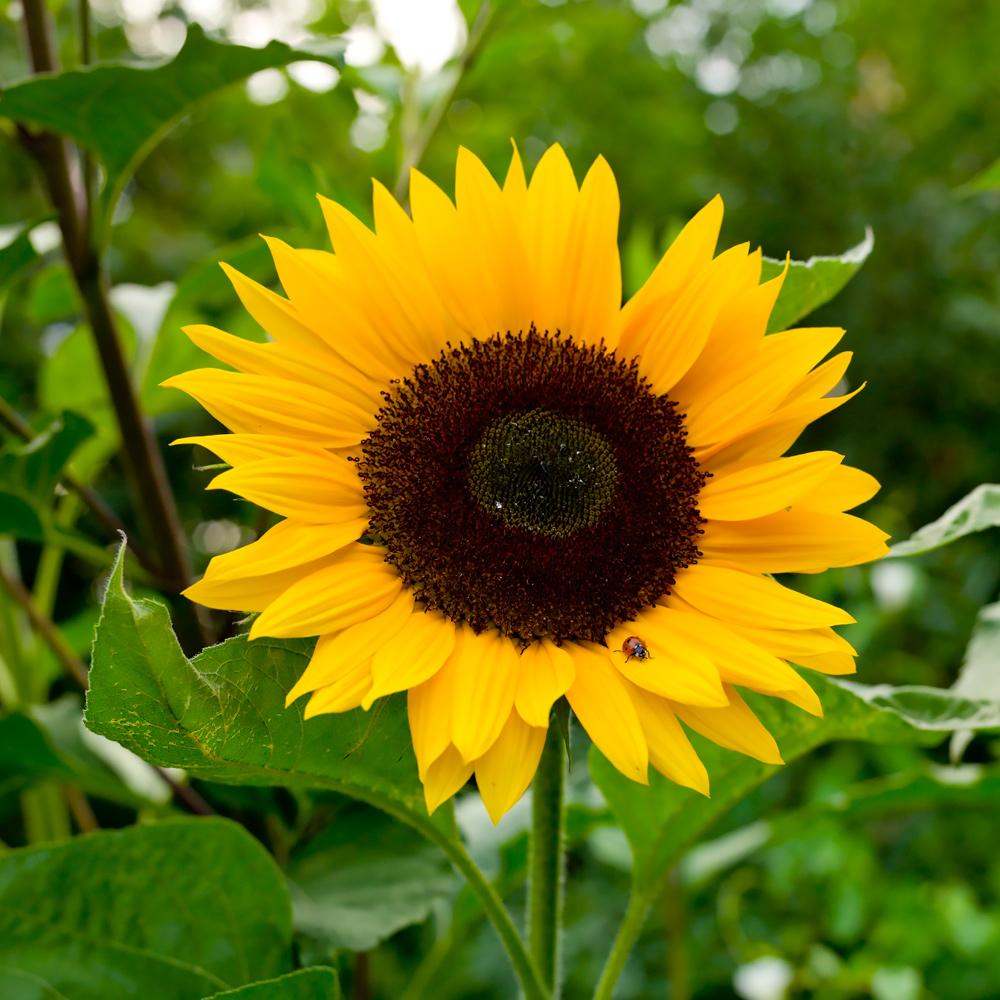 sonnenblume_rund.jpg