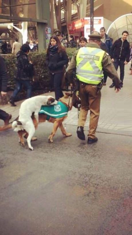 dog-fuck-the-police.jpg