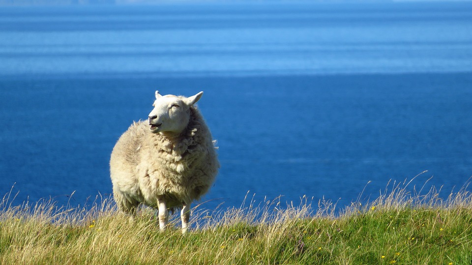 sheep-1730179_960_720.jpg