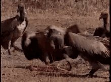 tenor.gif
