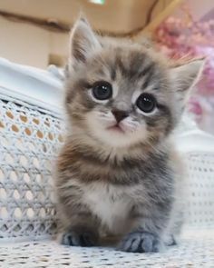 Süße süße Kätzchen Katze! Süße süße Kätzchen Katze! Diese Katze ist so... |  Süße katzen, Baby katzen, Katzen