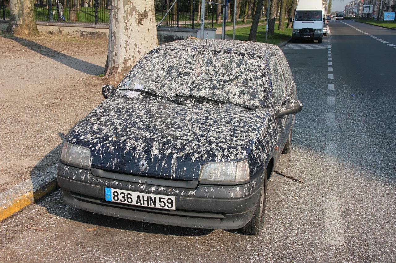 bird_droppings_car6qjml.jpg
