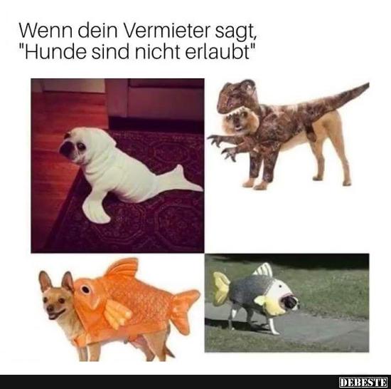 e3e956725b0b917c94cb7f2c6bf75c243318.jpg