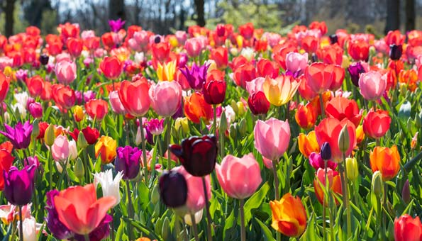 Tulpen_Pflanzen_595_3.jpg