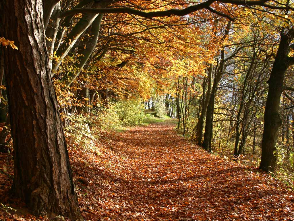 Herbst.jpg