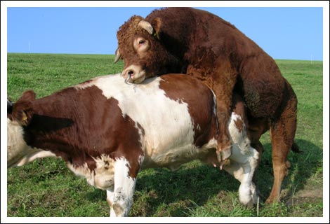 bulle-willy-sorgt-fuer-nach.jpg