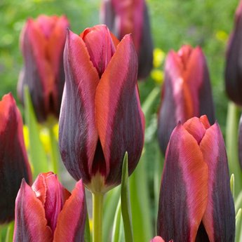 tulipa-slawa.jpg