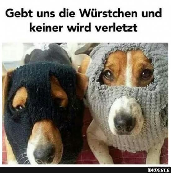 b3b1533473644856a0ba142b18c99db2--funny-pets-funny-animals.jpg