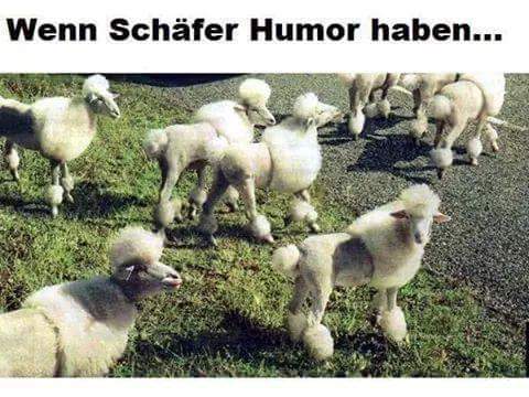 hundehumor-(3)-large.jpg
