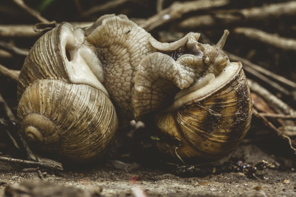 Weinbergschnecken beim Liebesakt – ganze 24 Stunden kann es dauern.