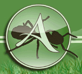 www.ameisenforum.de
