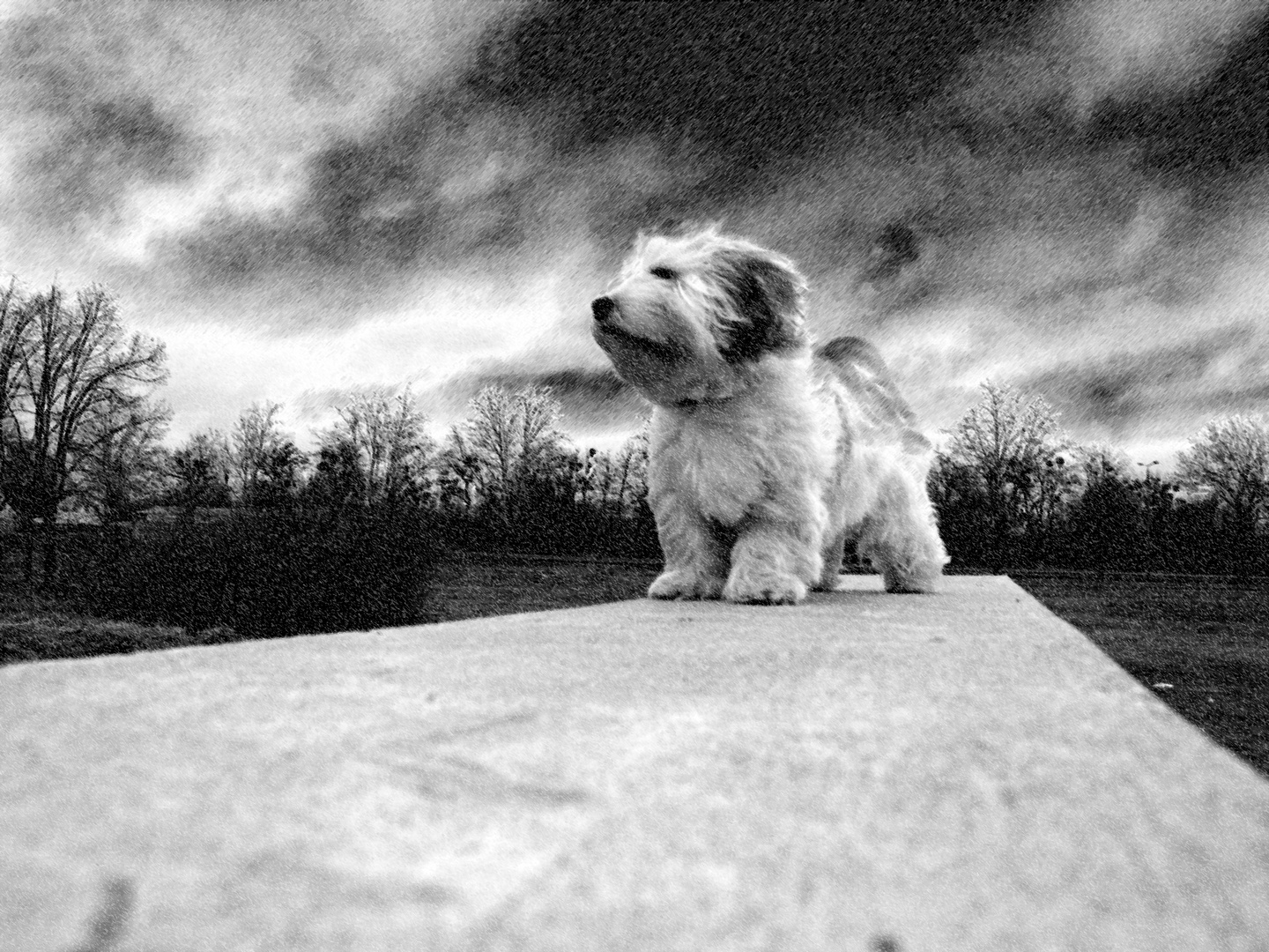 Ein Hund bleibt Dir im Sturme treu, ein Mensch nicht mal im Winde Foto &  Bild | natur, tiere, youth Bilder auf fotocommunity