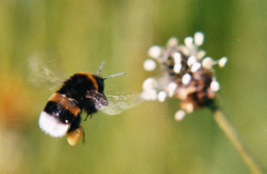 Hummel_und_spitzwegerich.jpg