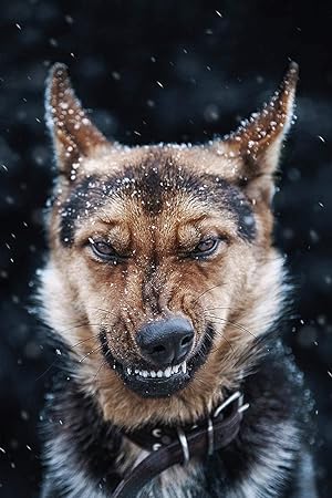 aoyudf DIY Diamant Malerei 5D Diamond Painting Nummer Kit Kristall Strass  Stickerei Kreuzstich Arts Craft für Home Wand-Decor Grinsender Wolf-30x40cm:  Amazon.de: Küche & Haushalt