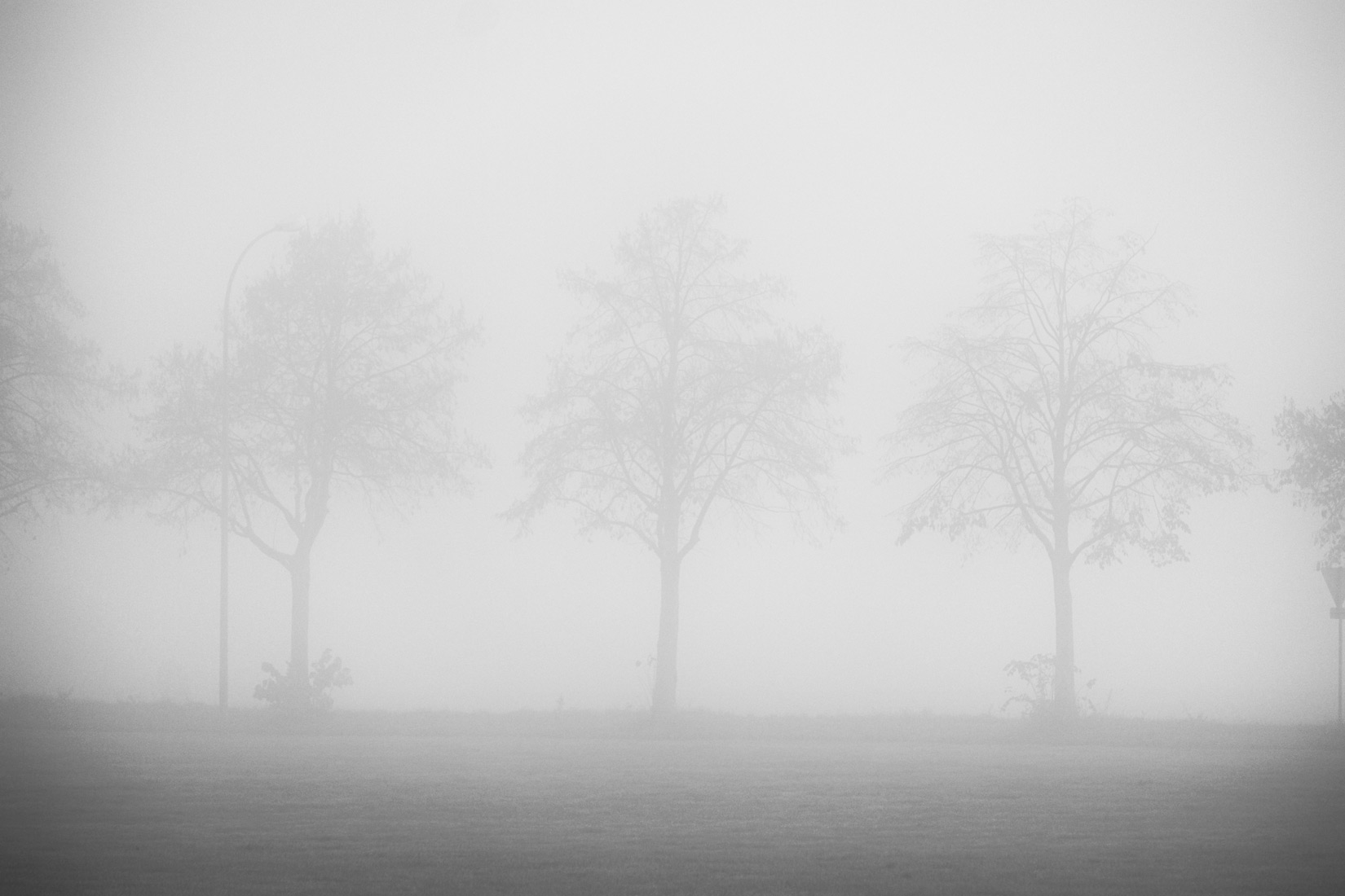 nebel | GambaJo