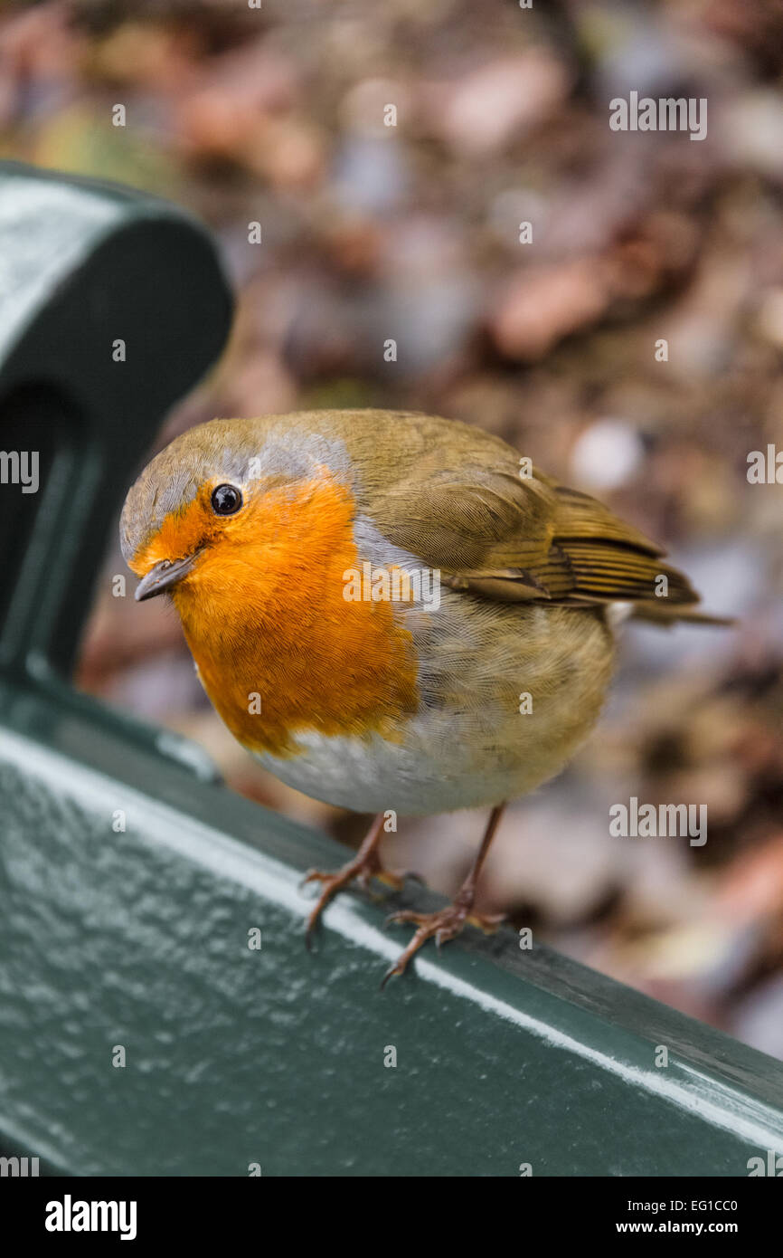 robin-auf-parkbank-a-eg1cc0.jpg