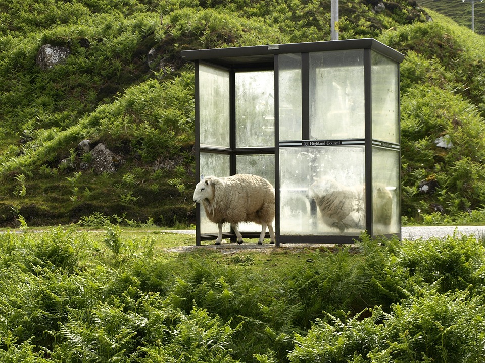 sheep-974107_960_720.jpg