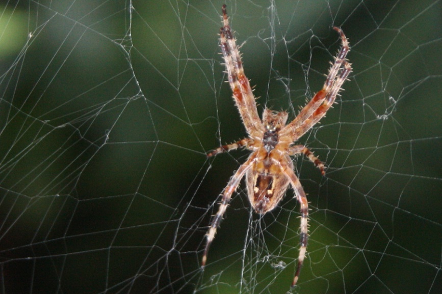 spider.jpg